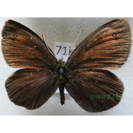 Erebia cassioides (Reiner & Hochenwarth, 1792) male Italy71k